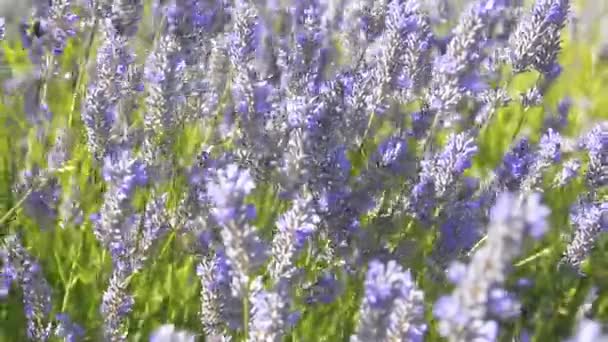 Lavender Flower Wind Patagonia Argentina Blooming Violet Fragrant Lavender Flowers — стоковое видео