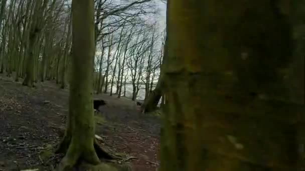 Медленное Движение Куклы Выстрел Через Лес Проходящий Близко Деревьям Собаки — стоковое видео