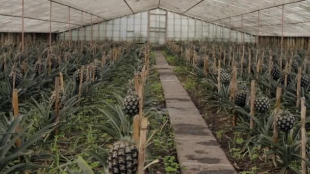 Pineapples Growing Glass House Island Sao Miguel Portuguese Azores — Stok video