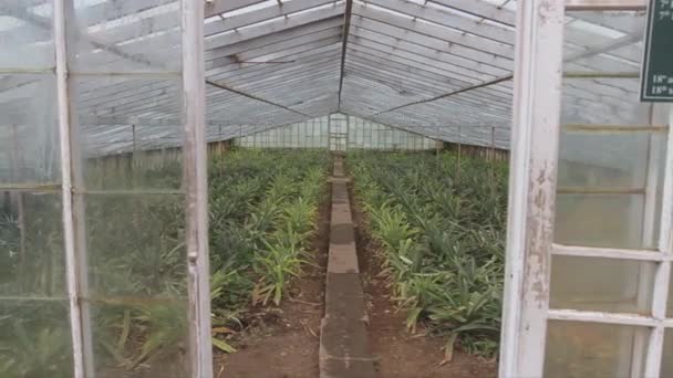 Pineapple Plantation Tracking Shot Pineapple Glasshouse Plantation Sao Miguel Azores — Stockvideo