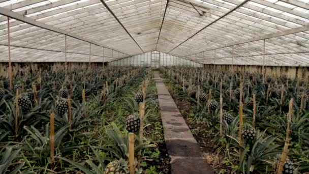 Pineapples Trees Glasshouse Pineapple Plantation Island Sao Miguel Portuguese Azores — Vídeos de Stock