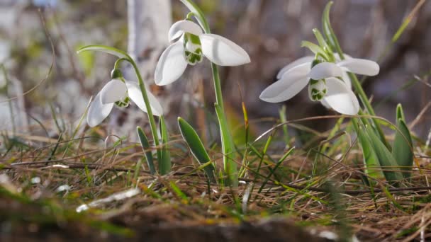 Snowdrops Blossoming Spring Coming — Stockvideo