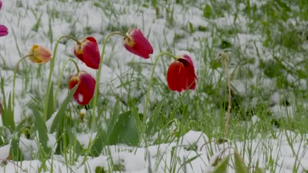 Delayed Snow Springy Spring Snow Rains Blossoming Tulips — Stok Video