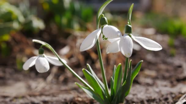 Снігові Пробки Цвітуть Весна Наближається — стокове відео