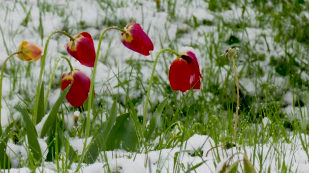 Затримка Снігу Весняна Весна Снігові Дощі Квітучих Тюльпанах — стокове відео