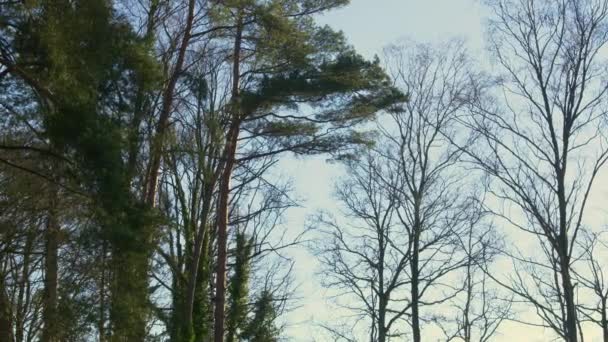 View Forest Springtime First Rays Sunlight Break New Green Leaves — Vídeo de Stock