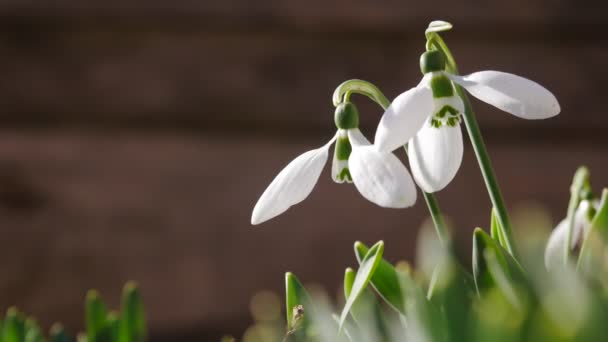 Snowdrops Blossoming Spring Coming — Stockvideo