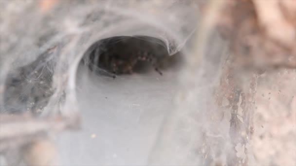 Spider Found Low Land Forests Snare Web Ground Designed Funnel — Stockvideo
