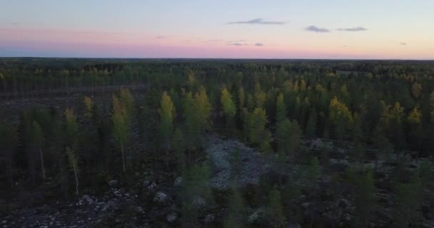 Aerial Northern Europe Clear Cut Pine Spruce Forest Autumn Midnight — Stok video