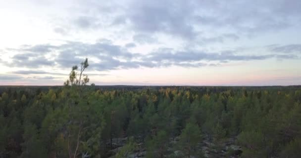 Aerial Ascending Drone Shot Fall Foliage Endless Autumn Colored Forest — Stockvideo