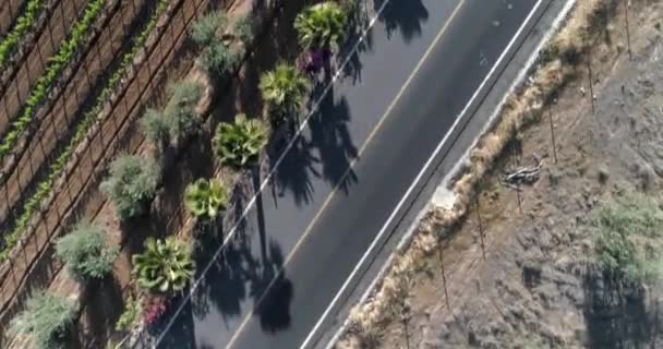 Aerial Cenital Plane Shot Vineyard Valle Guadalupe Baja California — Stockvideo