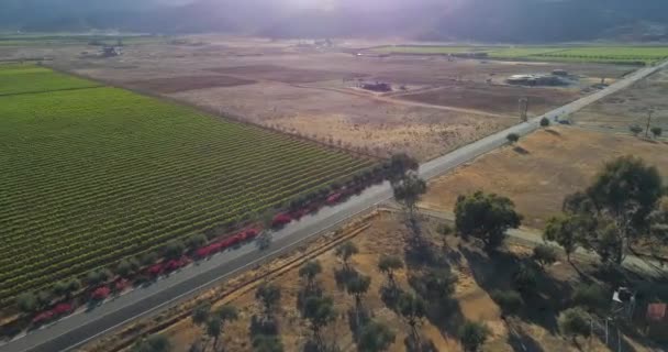 Letecký Záběr Vinic Valle Guadalupe — Stock video