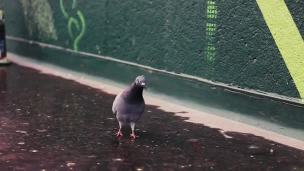 Самотній Голуб Центрі Міста Барнслі Перед Графіті Фреска — стокове відео