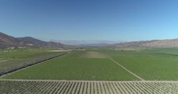 Aerial Shot Big Vineyad Field Valle Guadalupe — Stock Video