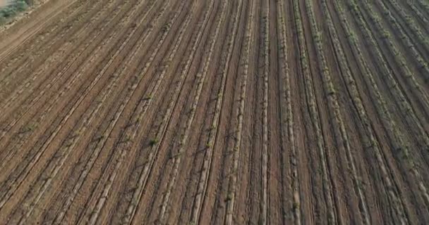 Aerial Shot Vineyards Fields Valle Guadalupe — 비디오