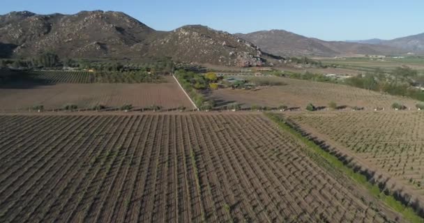 Aerial Shot Vineyards Fields Valle Guadalupe — Vídeos de Stock