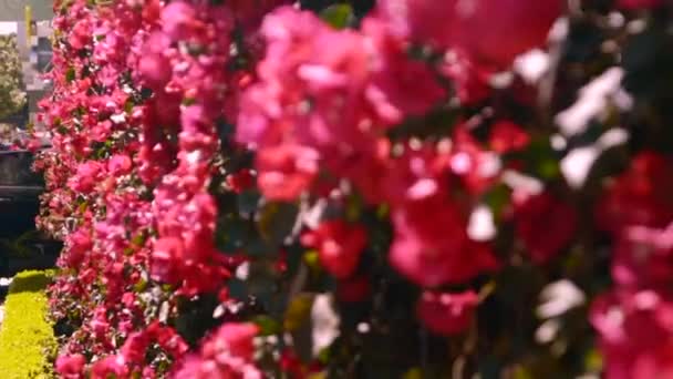 San Francisco Kaliforniya Kırmızı Begonvil Çiçekleri Duvarı 120Fps Vuruldu 97Fps — Stok video