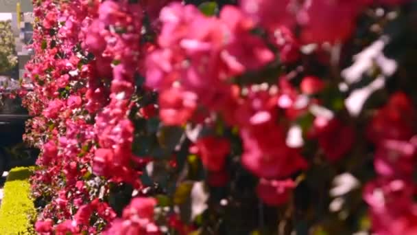 Wall Red Bougainvilla Flowers San Francisco California Shot 120Fps Exported — Stock Video