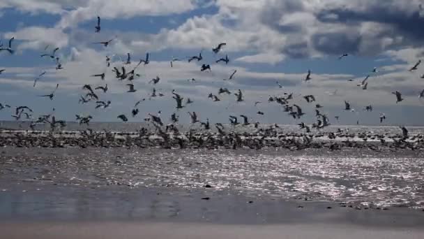 Ein Schwarm Möwen Hebt Einem Sonnigen Tag Vom Strand Von — Stockvideo