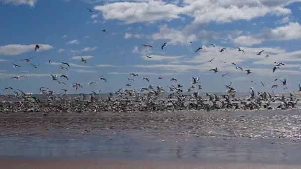 Güneşli Bir Günde Cyrus Sahilinde Kum Yılanbalıklarıyla Beslenen Martılar — Stok video