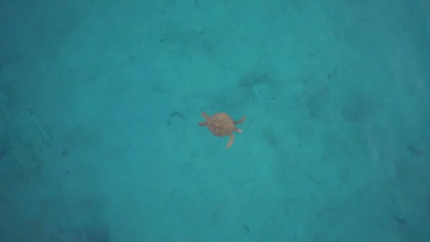 Aerial Cenital Plane Shot Sea Turtle Sea Cortez — ストック動画