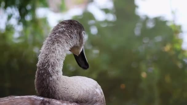 Close Juvenile Mute Swan Cygnus Olor Grooming Itself Side River — Stock Video