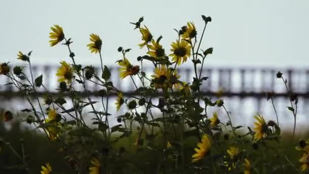 Yol Kenarındaki Çiçekler Rüzgarda Hareket Ediyor — Stok video