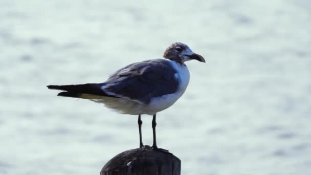 Seagull Perched Bollard Bay — Vídeo de Stock