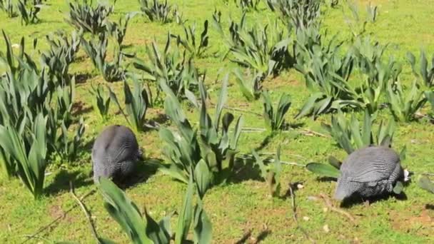 Grey Francolin Birds Eating Green Grass — Stockvideo