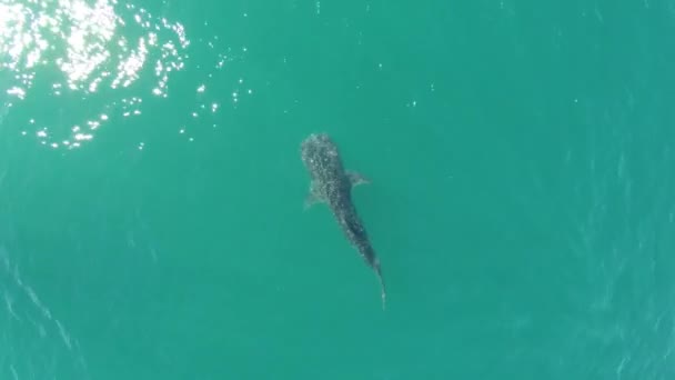 Aerial Cenital Drone Shot Whale Shark Swimming Sea Cortez Paz — стоковое видео