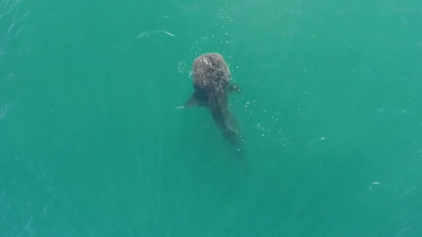 Aerial Cenital Plane Shot Whale Shark Eating Sea Cortez Paz — ストック動画