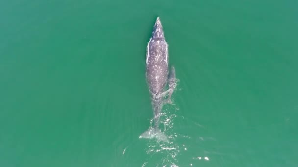 Aerial Centinal Plane Shot Gray Whale Her Calf Ojo Liebre — ストック動画