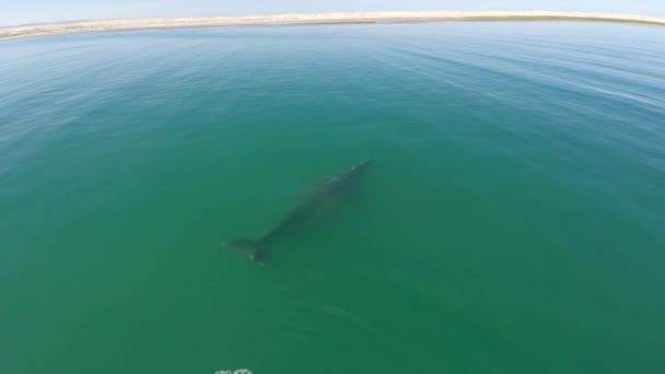 Aerial Drone Shot Gray Whale Her Calf Ojo Liebre Lagoon — Stock video