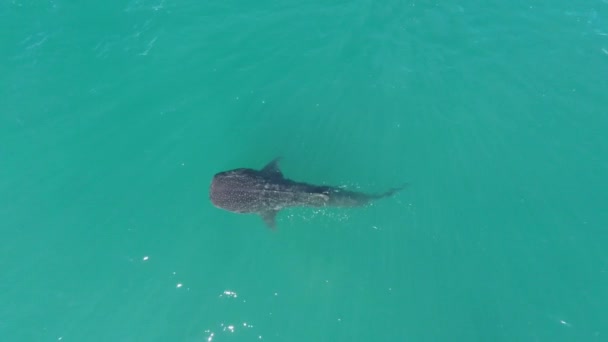 Aerial Cenital Shot Whale Shark Swimming Sea Cortez Paz Baja — ストック動画