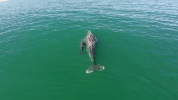 Aerial Shot Gray Whale Her Calf Ojo Liebre Lagoon Biosphere — Wideo stockowe