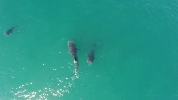 Aerial Cenital Plane Shot Two Whale Sharks Swimming Sea Cortez — Stockvideo