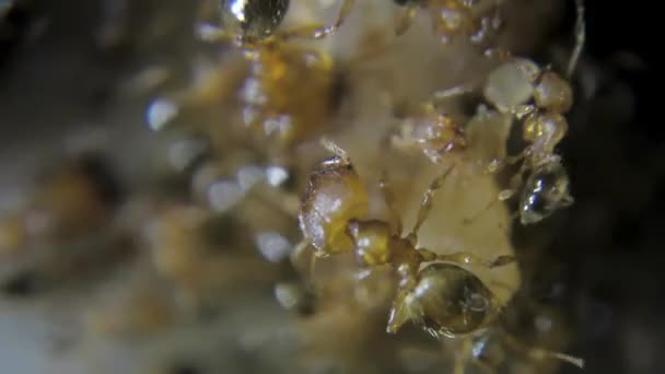 Extreme Close Macro Red Fire Ants Eating Sugar Detailed Shots — Wideo stockowe