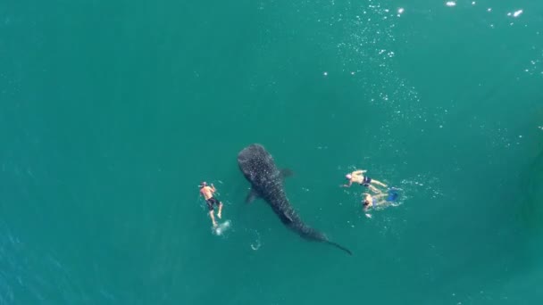 Aerial Cenital Plane Shot Group Tourists Swimming Larget Whale Shark — Stok Video