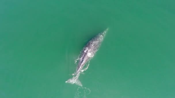 Aerial Centinal Drone Shot Gray Whale Her Calf Ojo Liebre — Vídeo de stock
