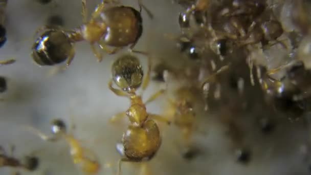 Extreme Close Macro Red Fire Ants Eating Sugar Detailed Hairs — Stock Video