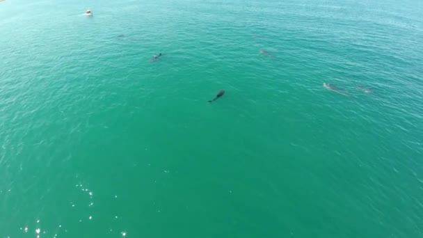 Aerial Shot Group Whale Sharks Swimming Sea Cortez Paz Baja — Stock Video