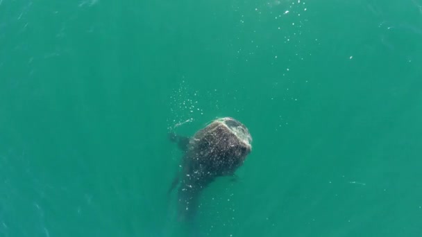 在南下加利福尼亚州拉巴斯科尔特斯海 一只鲸鲨在吃东西时被空中致命的无人机击中 — 图库视频影像