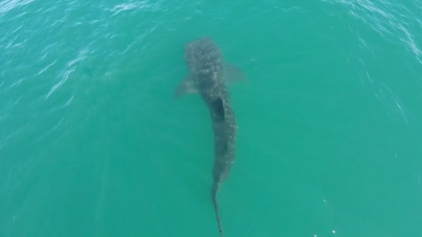 Aerial Cenital Plane Shot Whale Shark Swimming Sea Cortez Paz — Stockvideo