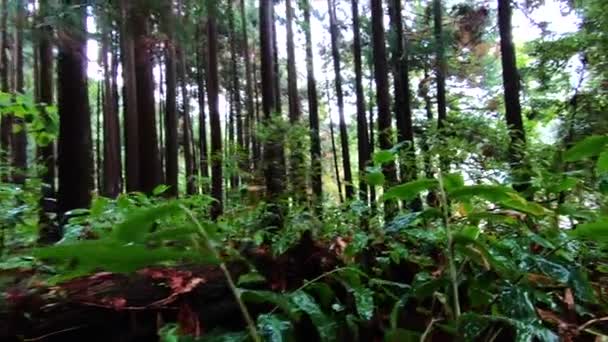 Trees Volcanic Forest Caldera Volcano Lagoa Das Furnas Lake Island — Stockvideo