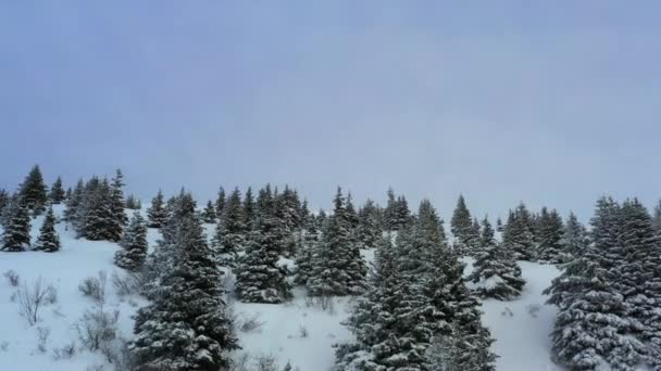 Αεροφωτογραφία Που Φέρουν Μέχρι Μια Χιονισμένη Πλαγιά Του Βουνού Πεύκα — Αρχείο Βίντεο