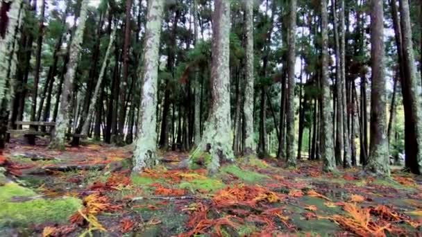 Trees Volcanic Forest Caldera Volcano Lagoa Das Furnas Lake Island — Stockvideo