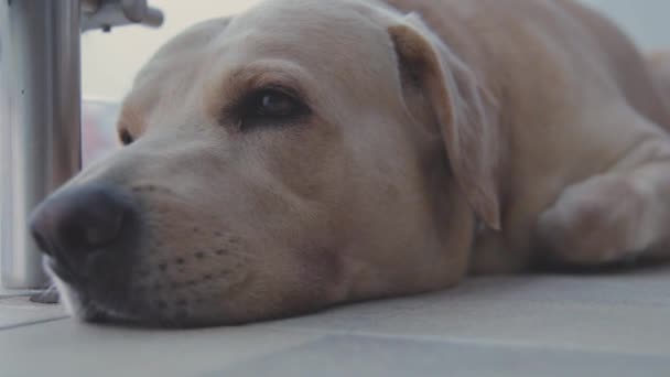 Labrador Retriever Trying Sleep — Stockvideo