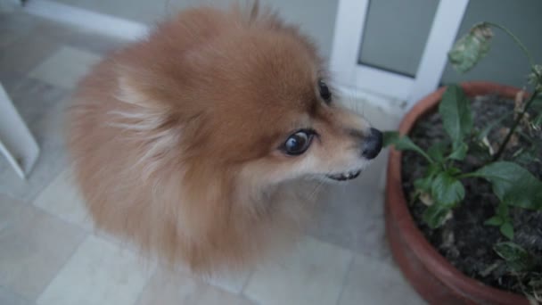 Pomerania Looking His Owner — Stock Video