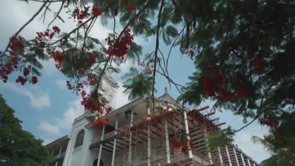 Open Shot House Wonders Blooming Tree Zanzibar Stone Town — Vídeos de Stock