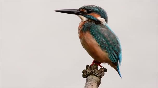 Kingfisher Kadar Dost Canlısıydı Görüntüyü Çekerken Çok Yaklaşmamı Sağladı Gölden — Stok video